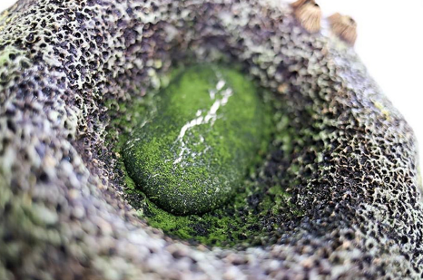 Huître Café de Paris